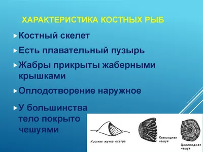 Строение рыбы: внутреннее, внешнее, боковая линия, кровеносная,  выделительная система, скелет, органы чувств