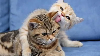 Картинка 880x587 | Фото с влюбленными котиками | Животные, Любовь, фото  #картинки#фото#животные#коты#любовь#кошки#п… | Котята, Кошачьи фотографии,  Забавные животные