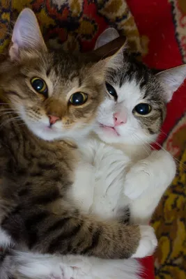 Мультяшные влюбленные котята - 74 фото