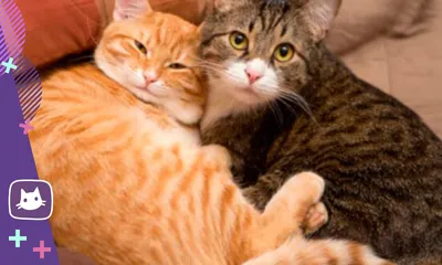 МемНаташа-MemNatasha - #memnatasha #кот #любовь #коты #двакота #котики  #любимыйкот #инстамем #инстакот #котейка #мяу #смешно #мем #мемы #мемас  #мемчик #хаха | Facebook