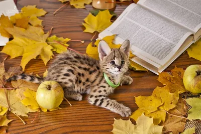 Коты и осень | Пикабу