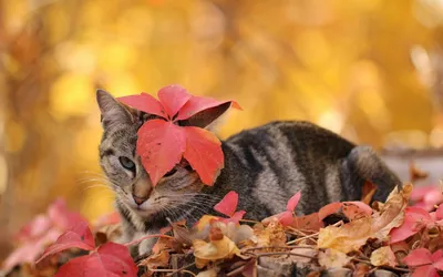Обои Кошки Осень Листья Животные Картинка #351946 Скачать | Обои с  животными, Кошки и котята, Животные