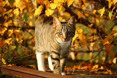 Зонт наооборот - Осень - рыжий кот. Затаилась Осень, словно рыжий кот. По  тропинкам бродит, хвостиком метёт. Лапкой осторожно листьями шуршит. Лето,  словно мышку, он догнать спешит. Рыжий кот глазастый нюхает цветы: