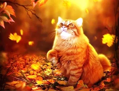 Кошка осень | Кошки, Осень, Искусство