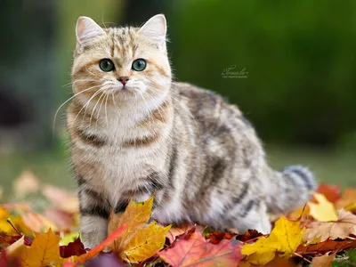 Осень - рыжая кошка (Галина Небога) / Стихи.ру