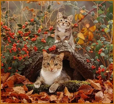 Кошки осенью - 66 фото