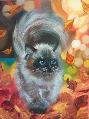 кошка держит осенний кленовый лист. портрет тай-кота в природе. кот играет  с осенними листьями. кошка и осень Стоковое Фото - изображение  насчитывающей коготь, млекопитающее: 231532452