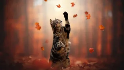 Онлайн пазл «Осенний кот»