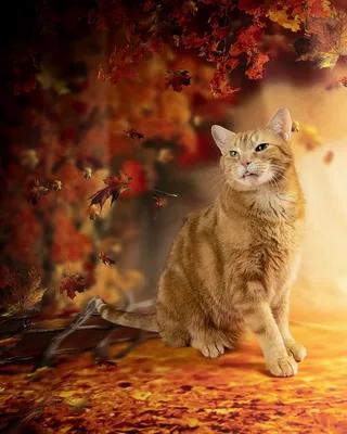 Осенние Котики - Autumn Сats. Photographer Etkind Elizabeth