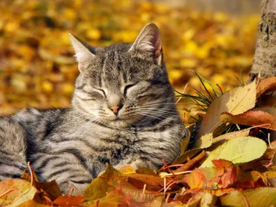 картинки : дерево, природа, цветок, Кот, Осень, парк, Млекопитающее, время  года, листья, вне, Персидский, От маленьких до средних кошек, Кошка как  млекопитающее 4001x3000 - - 912492 - красивые картинки - PxHere