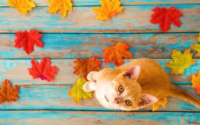 Фотография Осенний кот №30653 - «МОЙ ДОМАШНИЙ ПИТОМЕЦ» (14.02.2024 - 17:21)