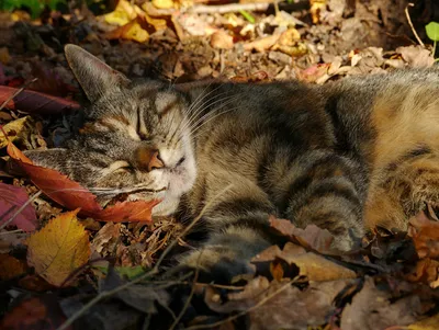Игривый кот бьется о падающие осенние листья в залитом солнцем саду |  Премиум Фото