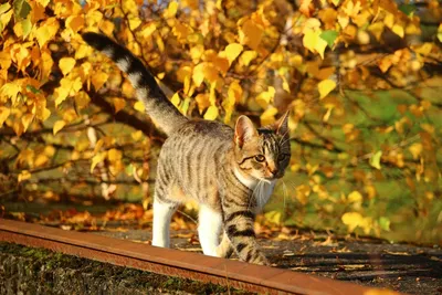 Осенний рыжий кот - 70 фото
