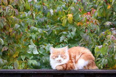 Фотографии кошка Листья спящий осенние животное