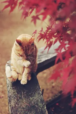 Скачать обои дерево, листья, кот, кошка, осень разрешение 1280x960 #49218