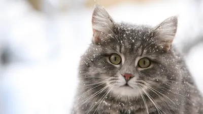 Больше чем друзья / зима :: котик :: котэ (прикольные картинки с кошками) /  смешные картинки и другие приколы: комиксы, гиф анимация, видео, лучший  интеллектуальный юмор.