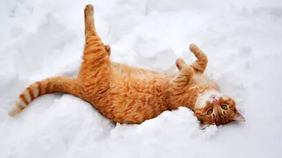 Просто зимний кот | Пикабу