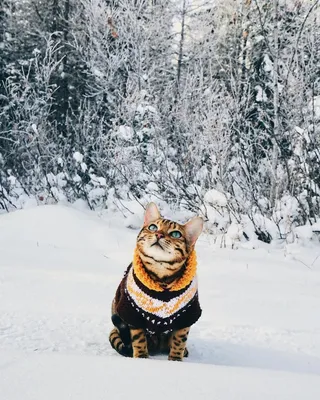 Кот и зима