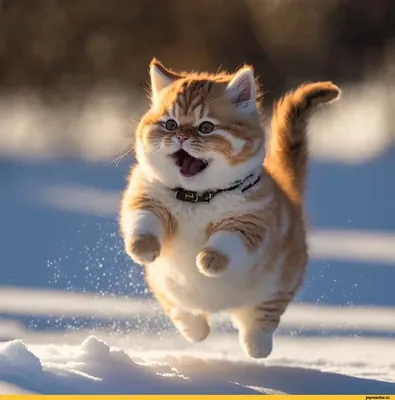 Картина с котом \"Снежок\". Зимний кот, кот под снегом, котик купить в  интернет-магазине Ярмарка Мастеров по цене 2500 ₽ – S8U7WBY | Картины,  Самара - доставка по России
