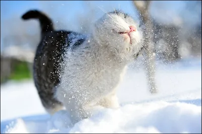кот в снегу смотрит в камеру, картина зимнего кота, кошка, зима фон  картинки и Фото для бесплатной загрузки