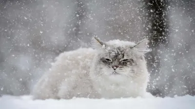 Кот зима фото красиво 💛💛» — создано в Шедевруме