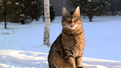 рыжий кот :: зима :: котэ (прикольные картинки с кошками) / смешные  картинки и другие приколы: комиксы, гиф анимация, видео, лучший  интеллектуальный юмор.