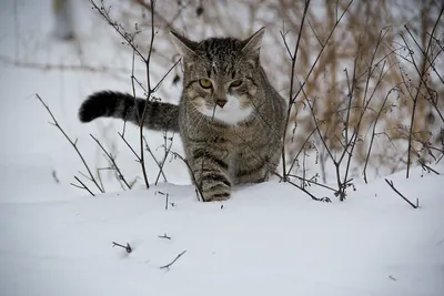 Кошки - выживание зимой. | Пикабу