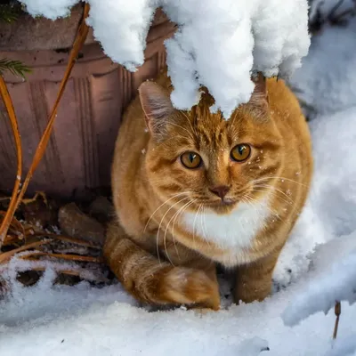 Обои кот, облизываться, зима, снег картинки на рабочий стол, фото скачать  бесплатно