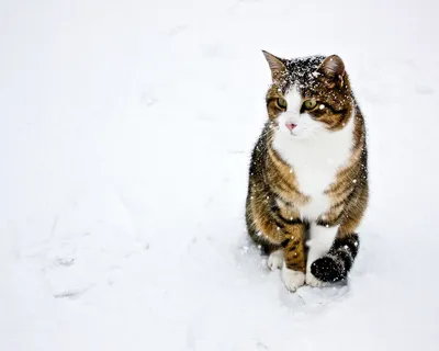 Кот зимой арт - 73 фото