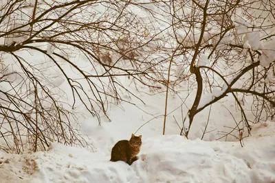 Зимний кот :)