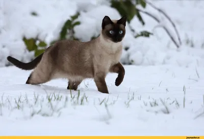 большой полосатый кот сидит на снегу, кошка зимняя картинка, кошка, зима  фон картинки и Фото для бесплатной загрузки