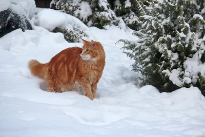 Кот ,зима,лед, замершая река. …» — создано в Шедевруме