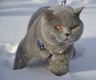 Кот идет Outdoors в зиму Красивая природа зимы и красный кот O Стоковое  Фото - изображение насчитывающей любимчик, котенок: 146706560