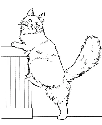 Раскраска Кот | Раскраски антистресс Кошки. Сложные раскраски с кошками для  взрослых.
