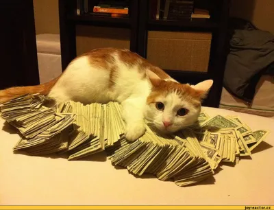 Кот с деньгами фотография Stock | Adobe Stock