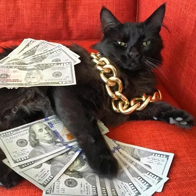 Не жизнь, а мечта: фотографии кошек, которые буквально купаются в деньгах