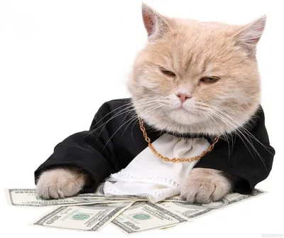 Кот с красными икрой и деньгами Стоковое Изображение - изображение  насчитывающей финансист, сделайте: 169578385