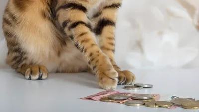 Кот с деньгами | Пикабу