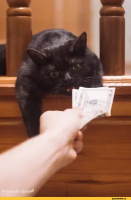 рекомендации #кот #деньги#работа | TikTok