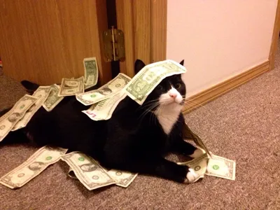 Кот принес домой пакет с наличными — тайна денег не раскрыта - Питомцы  Mail.ru