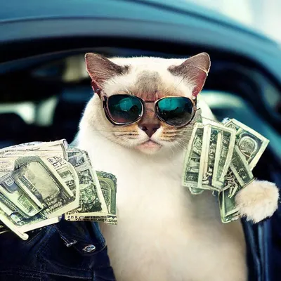 кот с деньгами :: котэ / смешные картинки и другие приколы: комиксы, гиф  анимация, видео, лучший интеллектуальный юмор.