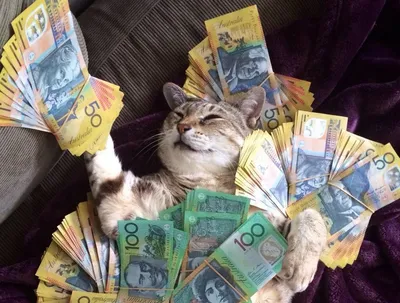 Ведро с деньгами кошка | Gallery