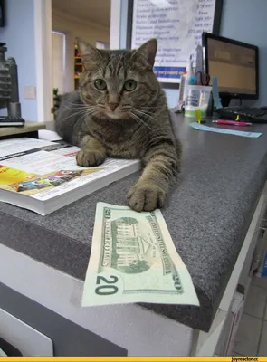 Кот с деньгами арт - 68 фото