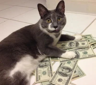 Не жизнь, а мечта: фотографии кошек, которые буквально купаются в деньгах