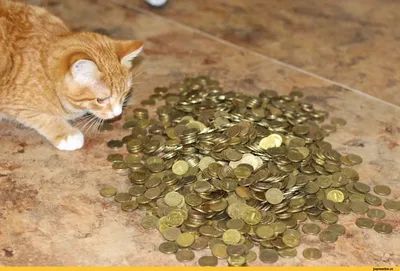 Заработок - кот с деньгами Stock Photo | Adobe Stock