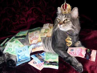 кот с деньгами :: котэ (прикольные картинки с кошками) / смешные картинки и  другие приколы: комиксы, гиф анимация, видео, лучший интеллектуальный юмор.