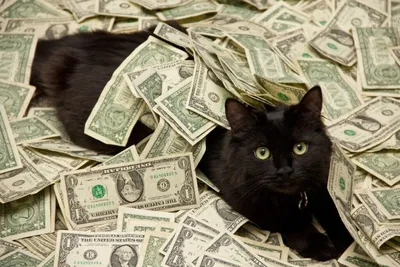 Коты и деньги – Telegraph