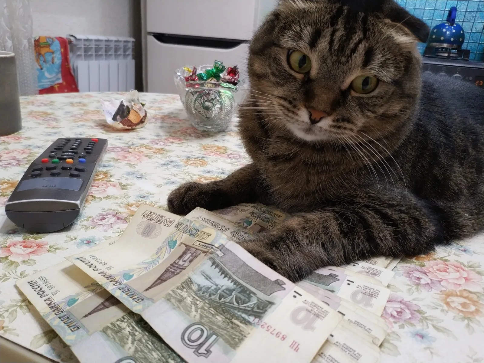 Котик с деньгами картинка