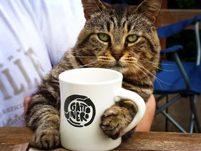 кошка и чашка с кофе картинки: 16 тыс изображений найдено в  Яндекс.Картинках | Кошки, Котята, Кофе
