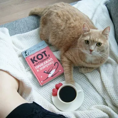 Кофе Кот | Taganrog
